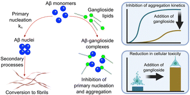 Graphical abstract: Ganglioside lipids inhibit the aggregation of the Alzheimer's amyloid-β peptide