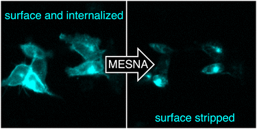 Graphical abstract: Red and far-red cleavable fluorescent dyes for self-labelling enzyme protein tagging and interrogation of GPCR co-internalization