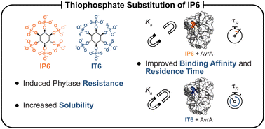 Graphical abstract: Thiophosphate bioisosteres of inositol hexakisphosphate enhance binding affinity and residence time on bacterial virulence factors