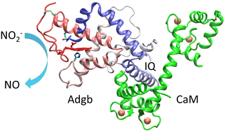 Graphical abstract: Calmodulin interacts with androglobin and regulates the nitrite reductase activity
