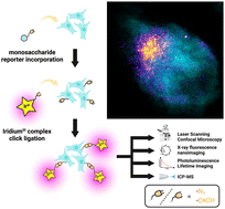 Graphical abstract: Click-ready iridium(iii) complexes as versatile bioimaging probes for bioorthogonal metabolic labeling