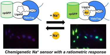 Graphical abstract: A chemigenetic indicator based on a synthetic chelator and a green fluorescent protein for imaging of intracellular sodium ions