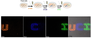 Graphical abstract: Novel photocrosslinking chemical probes utilized for high-resolution spatial transcriptomics
