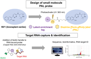 Graphical abstract: Photoaffinity enabled transcriptome-wide identification of splice modulating small molecule–RNA binding events in native cells