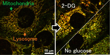 Graphical abstract: Photothermal imaging of cellular responses to glucose deprivation