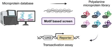 Graphical abstract: Identification of microproteins with transactivation activity by polyalanine motif selection