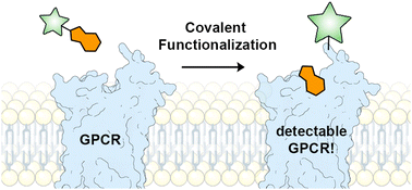 Graphical abstract: Covalent functionalization of G protein-coupled receptors by small molecular probes