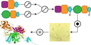 Graphical abstract: Protein ligation for the assembly and study of nonribosomal peptide synthetase megaenzymes