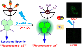 Graphical abstract: Lysosome targeted visible light-induced photo-CORM for simultaneous CO-release and singlet oxygen generation