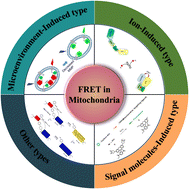 Graphical abstract: Recent advances in FRET probes for mitochondrial imaging and sensing