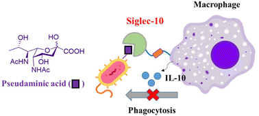 Graphical abstract: Bacterial pseudaminic acid binding to Siglec-10 induces a macrophage interleukin-10 response and suppresses phagocytosis