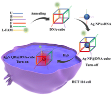 Graphical abstract: Endogenous H2S-activated Ag nanoparticles embedded in programmed DNA-cubes for specific visualization of colorectal cancer cells