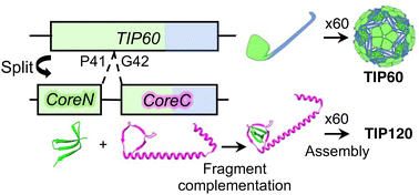 Graphical abstract: Fusion then fission: splitting and reassembly of an artificial fusion-protein nanocage