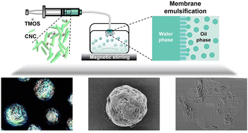 Graphical abstract: Large-scale production of chiral nematic microspheres