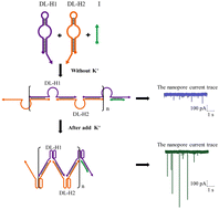 Graphical abstract: Nanopore sensitization based on a double loop hybridization chain reaction and G-quadruplex