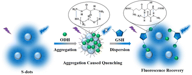 Graphical abstract: Detection and discrimination of glutathione among biological thiols based on oxalyl dihydrazide decorated sulfur nanodots