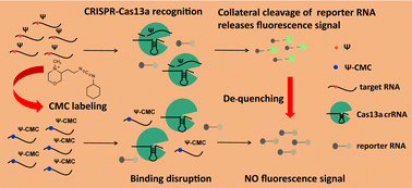 Graphical abstract: Locus-specific detection of pseudouridine with CRISPR-Cas13a