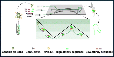 Graphical abstract: Dynamic selection of high-affinity aptamers using a magnetically activated continuous deflection microfluidic chip