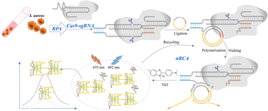 Graphical abstract: Integrating recombinase polymerase amplification with CRISPR/Cas9-initiated nicking-rolling circle amplification in Staphylococcus aureus assay