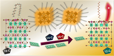 Graphical abstract: Facet-specific ligand dynamics: scaling the descriptors of Cs2AgBiBr6 nanocrystals