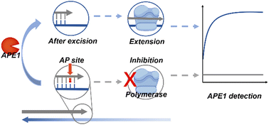 Graphical abstract: Enhancing APE1 detection through apurinic/apyrimidinic site inhibition of DNA polymerase: an innovative, highly sensitive approach