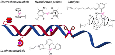 Graphical abstract: Organometallic modification confers oligonucleotides new functionalities