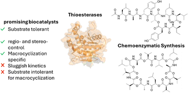 Graphical abstract: Thioesterases as tools for chemoenzymatic synthesis of macrolactones
