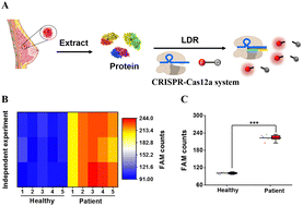Graphical abstract: Ligase detection reaction amplification-activated CRISPR-Cas12a for single-molecule counting of FEN1 in breast cancer tissues