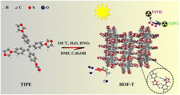 Graphical abstract: The construction of a stable hydrogen-bonded organic framework for the photocatalytic reduction and removal of uranium