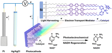 Graphical abstract: Bioinspired photoelectrochemical NADH regeneration based on a molecular catalyst-modified photocathode