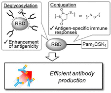 Graphical abstract: Synthesis and immunological evaluation of TLR1/2 ligand-conjugated RBDs as self-adjuvanting vaccine candidates against SARS-CoV-2