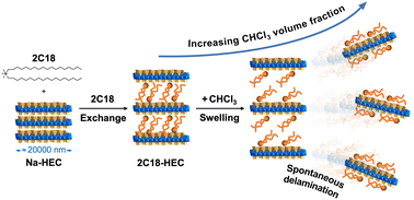 Graphical abstract: Forceless spontaneous delamination of high-aspect ratio fluorohectorite into monolayer nanosheets in chloroform