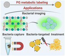 Graphical abstract: Metabolic labeling-mediated visualization, capture, and inactivation of Gram-positive bacteria via biotin–streptavidin interactions