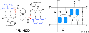 Graphical abstract: NMR analysis of 15N-labeled naphthyridine carbamate dimer (NCD) to contiguous CGG/CGG units in DNA