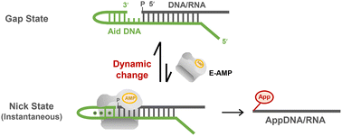 Graphical abstract: Formation of an instantaneous nick for highly efficient adenylation of oligonucleotides by ligase without subsequent jointing