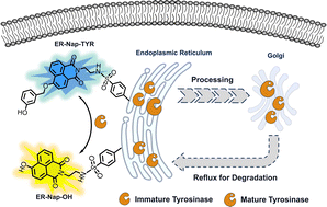 Graphical abstract: Fluorescence monitoring of refluxed tyrosinase using endoplasmic reticulum-localized enzymatic activity-based sensing