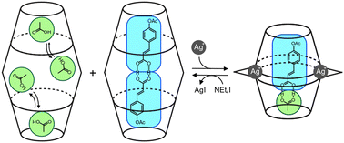 Graphical abstract: Selective encapsulation of carboxylic acid dimers within a size-regulable resorcinarene-based hemicarcerand