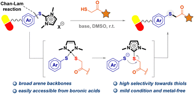 Graphical abstract: The Chan–Lam-type synthesis of thioimidazolium salts for thiol–(hetero)arene conjugation