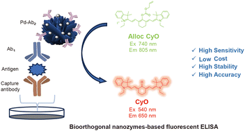 Graphical abstract: A highly sensitive ratiometric fluorescence immunoassay based on bioorthogonal nanozymes