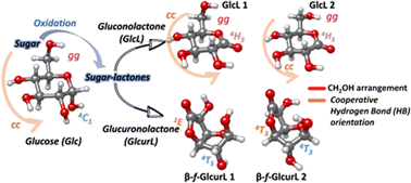 Graphical abstract: Structural effects of oxidation on sugars: glucose as a precursor of gluconolactone and glucuronolactone