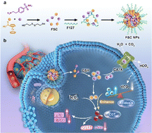 Graphical abstract: A small-molecule Fenton reagent for self-augmented chemodynamic therapy by intelligently regulating intracellular acidosis