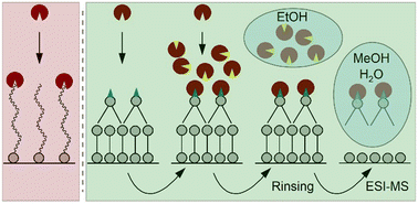 Graphical abstract: Probing fragment ion reactivity towards functional groups on coordination polymer surfaces