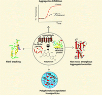 Graphical abstract: Inhibition of fibril formation by polyphenols: molecular mechanisms, challenges, and prospective solutions