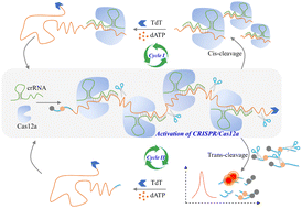 Graphical abstract: One-pot isothermal amplification permits recycled activation of CRISPR/Cas12a for sensing terminal deoxynucleotidyl transferase activity