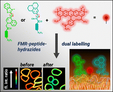 Graphical abstract: Fluorogenic cell surface glycan labelling with fluorescence molecular rotor dyes and nucleic acid stains