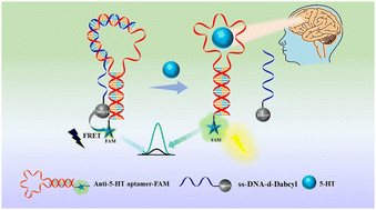 Graphical abstract: Turn-on fluorescent aptasensing for the determination of serotonin via target-induced knot displacement at corona