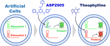 Graphical abstract: Switchable and orthogonal gene expression control inside artificial cells by synthetic riboswitches