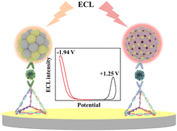 Graphical abstract: Potential-resolved electrochemiluminescence for simultaneous determination of multiplex bladder cancer markers