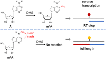 Graphical abstract: Steric hindrance of N6-methyl in m6A and its application for specific loci detection