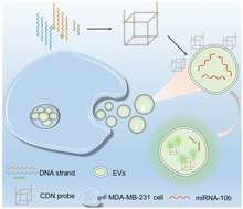 Graphical abstract: A cubic DNA nanocage probe for in situ analysis of miRNA-10b in tumor-derived extracellular vesicles
